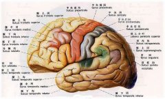 腦萎縮能活多久？